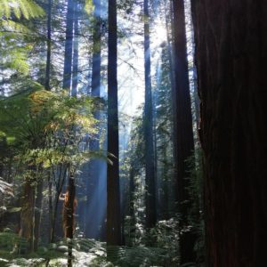 Séquoias de la Redwoods forest