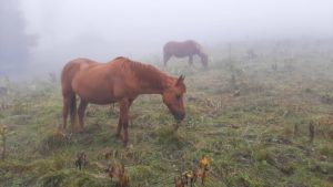 chevaux dans le brouillard, août 2021