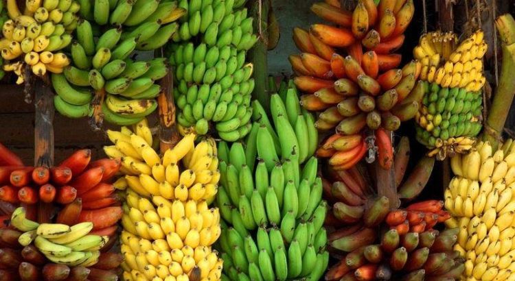 Les bananes : un régal sucré ou salé – Destination Pacifique