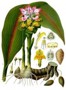 Curcuma_zedoaria_-_Köhler–s_Medizinal-Pflanzen-048
