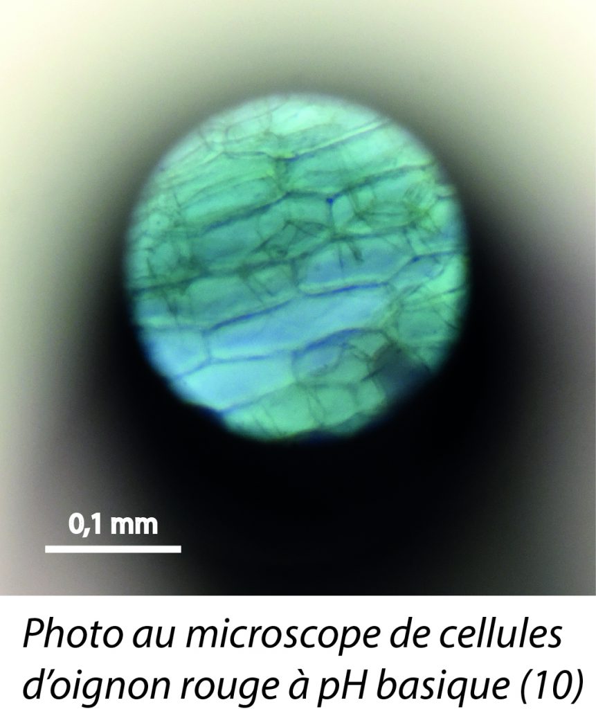 microscope_bleu