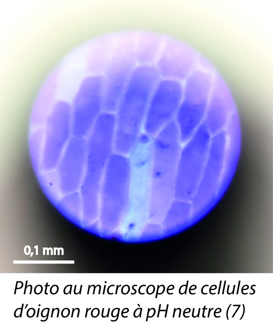 microscope_violet