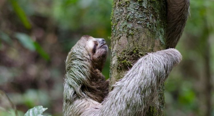 Informative speech outline about sloths 08 image