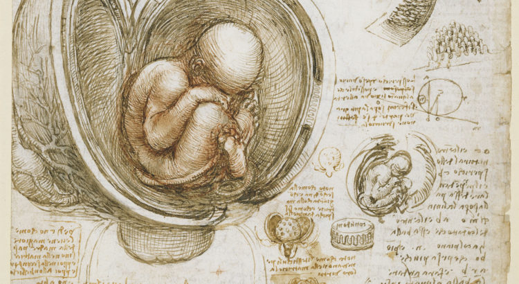 La vie de l'embryon et la naissance - CapConcours - CC