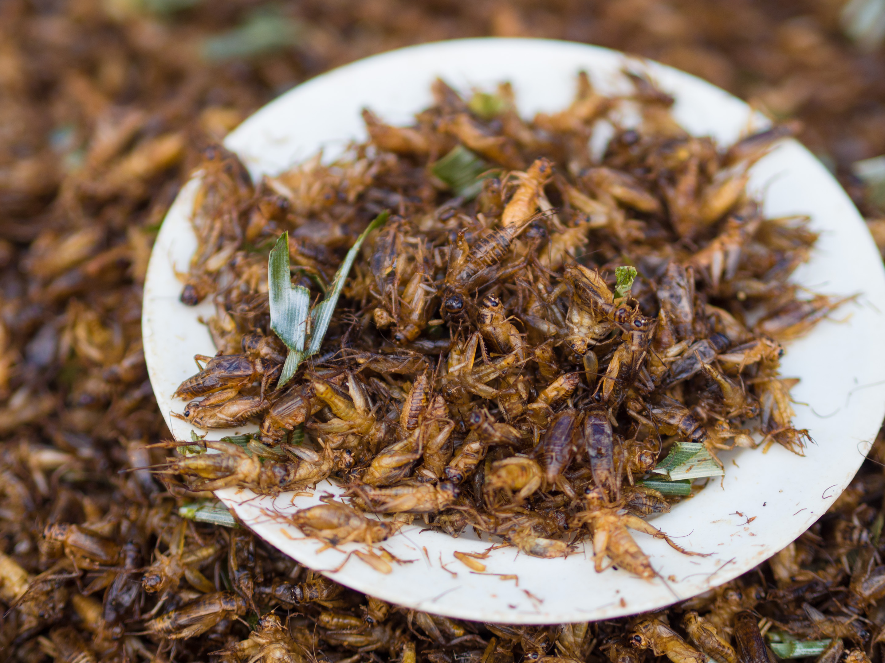 Comment élever des insectes comestibles ? 3 conseils - Manger des insectes  : l'entomophagie en cuisine