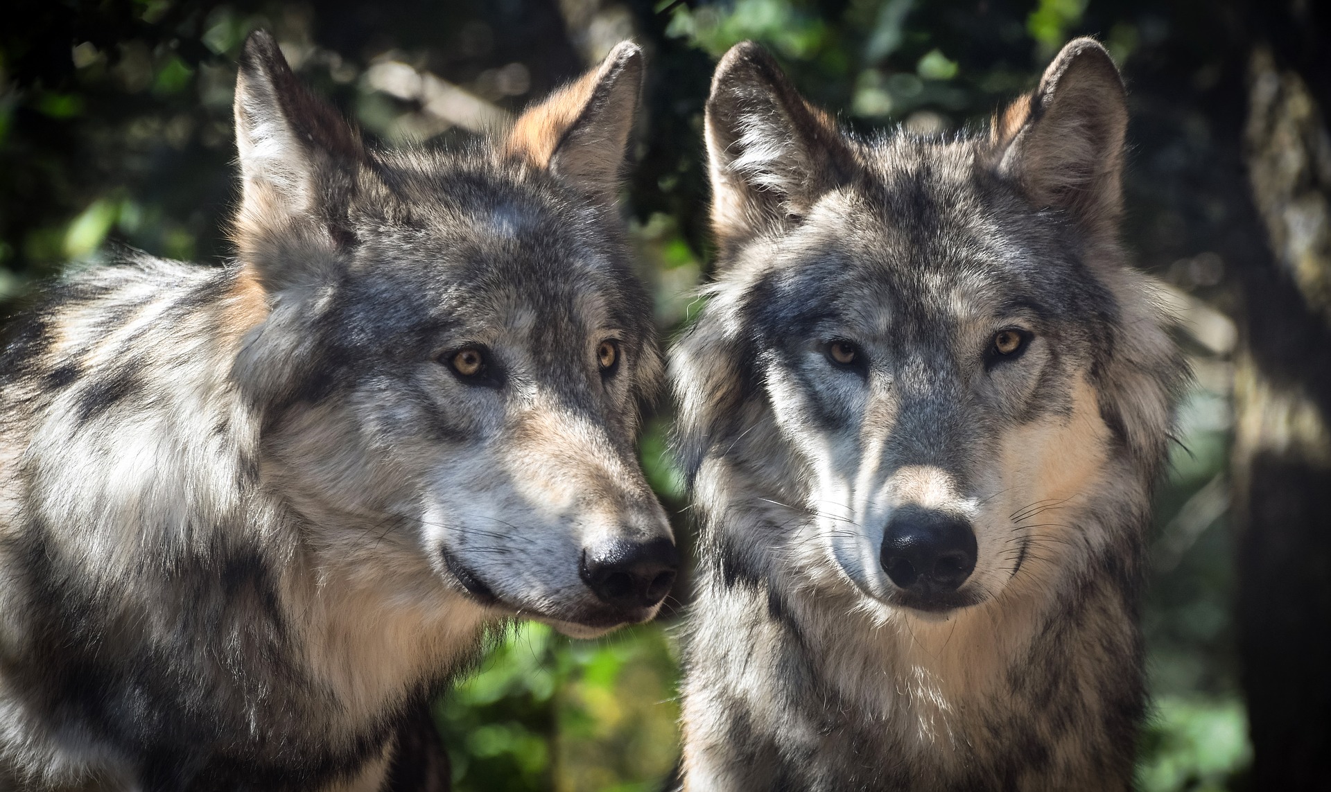 En Roumanie, le loup cherche la cohabitation